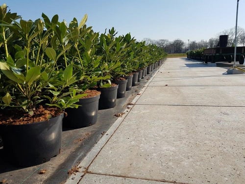 Erfverharding met vastzetsysteem voor Rhododendrons